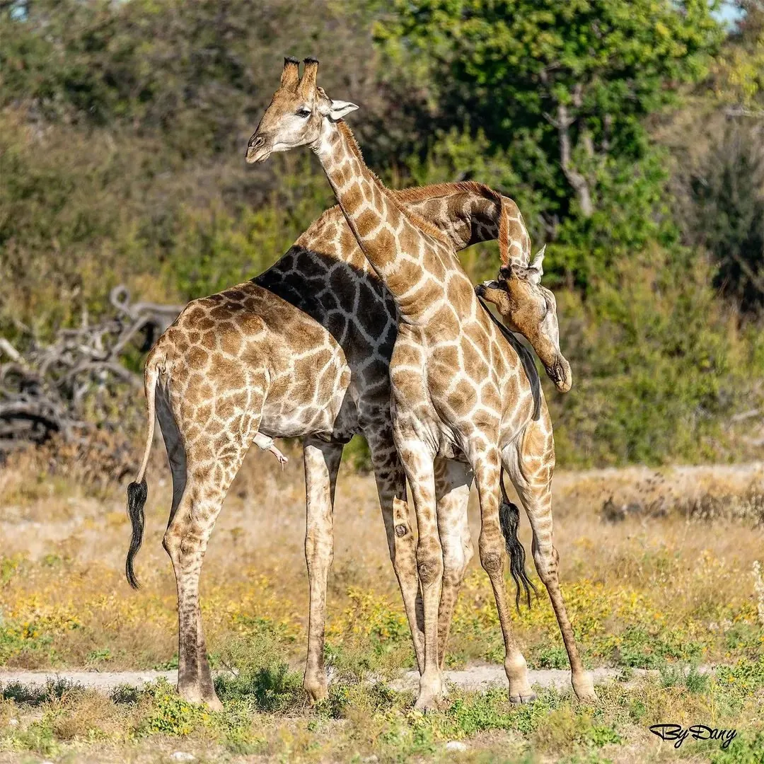Two giraffes necking in the bush