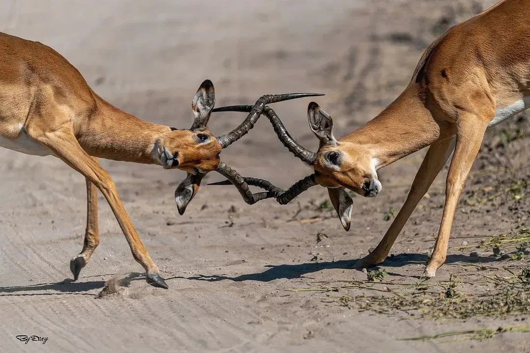 Uganda Safari — impalas fighting