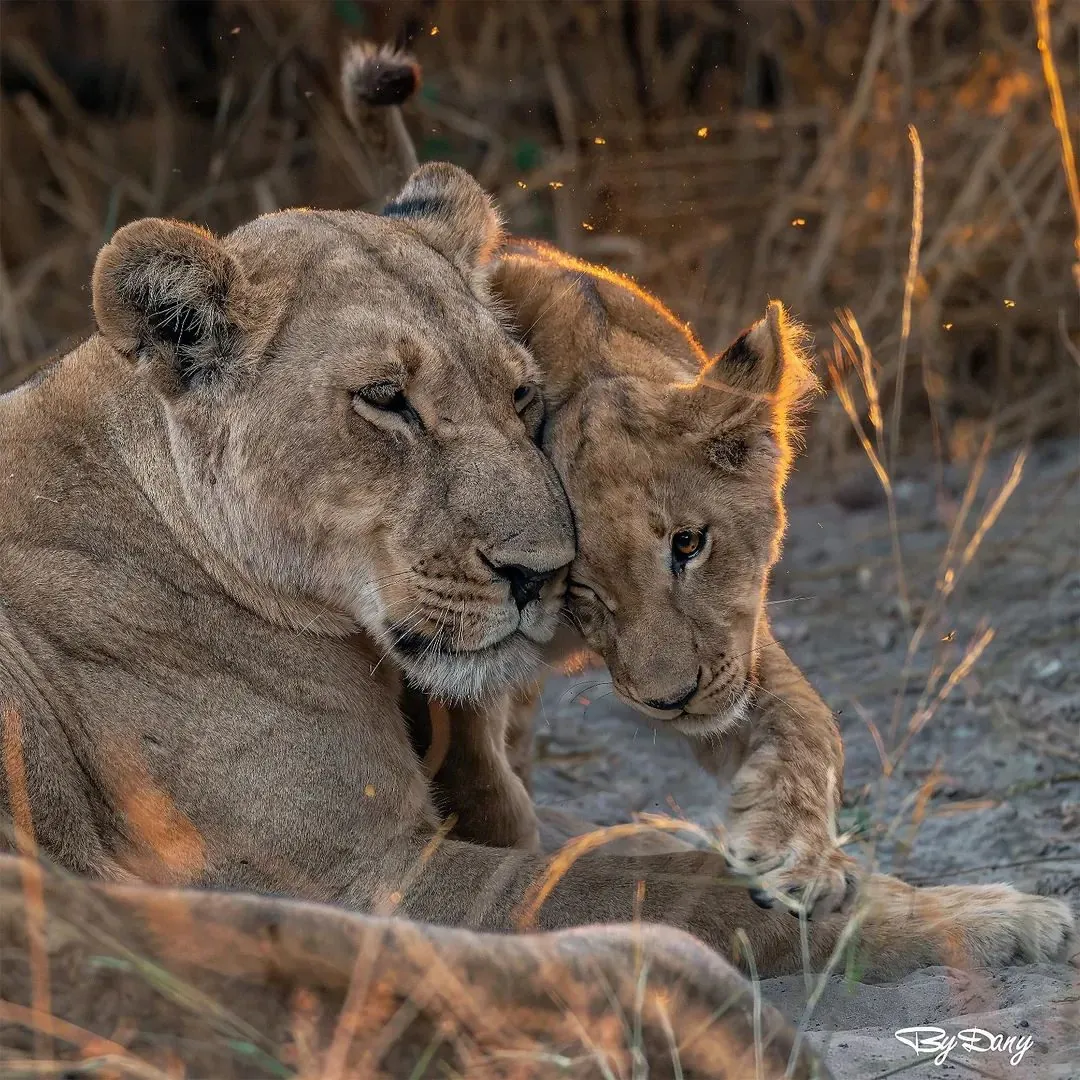 Lioness and cub — a tender bond