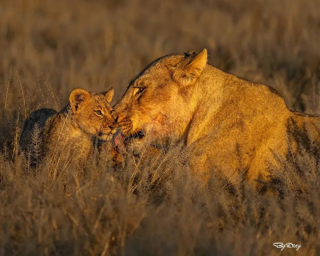 Maasai cultural visit