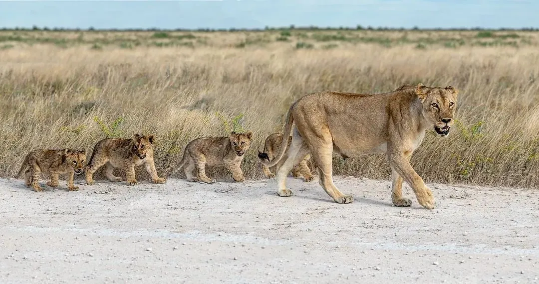 Maasai Mara Safari — lioness leading three cubs across the plains