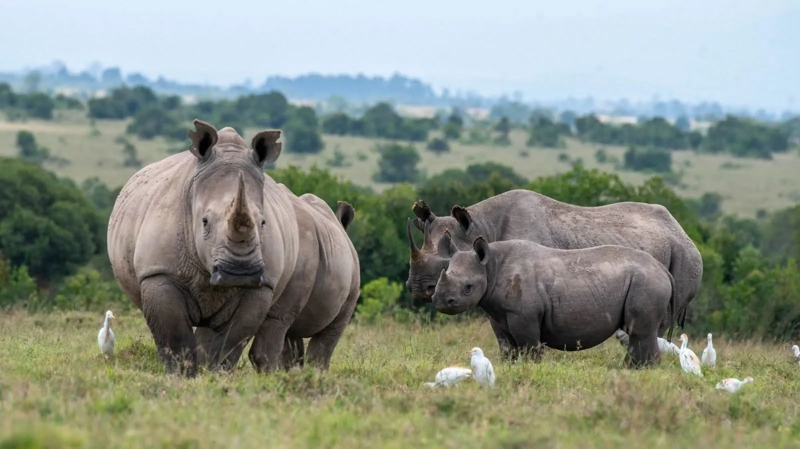 Rhino family on open green plains