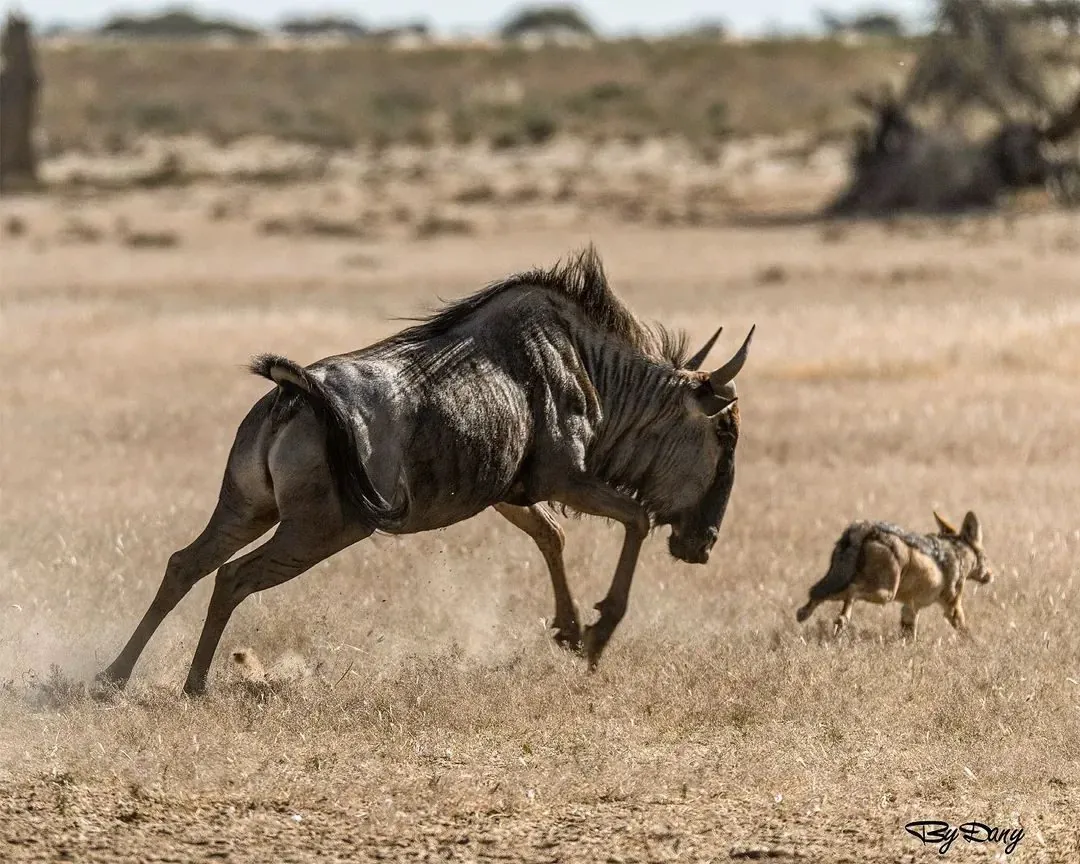 Mara River crossing
