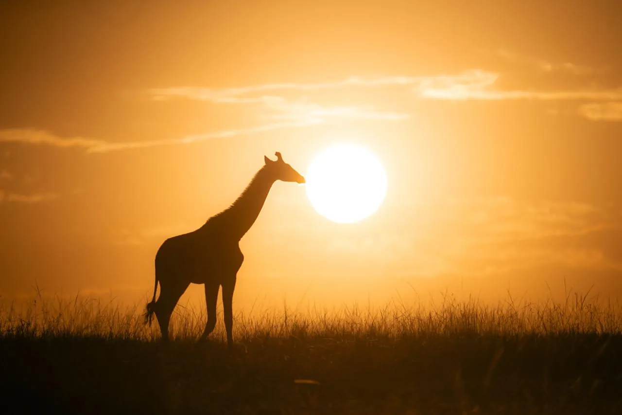 Giraffe silhouette at golden sunset