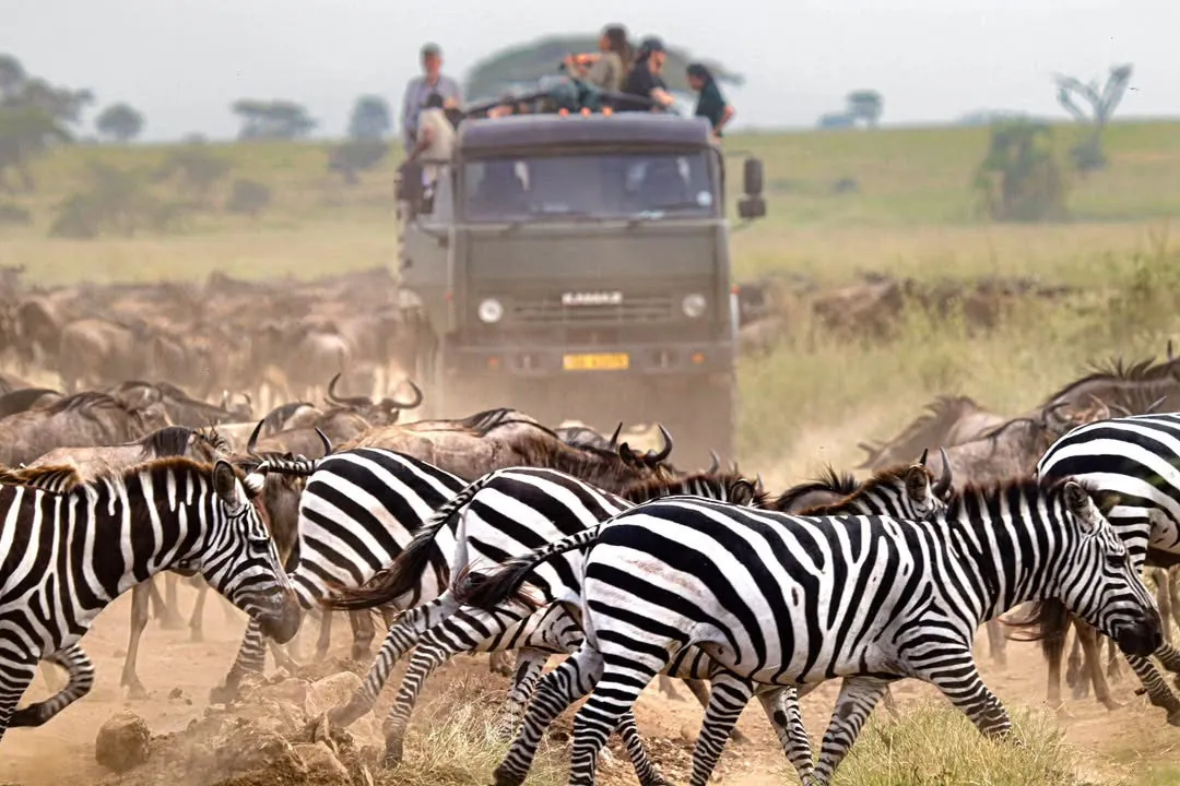 Great Migration Safari